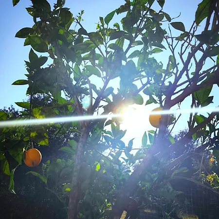 Garden N1