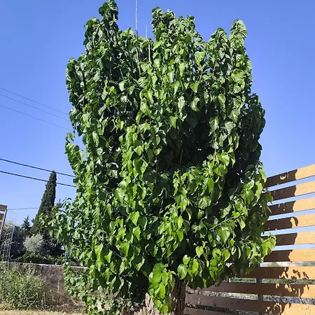 Garden N1 Apartman *