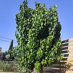 Garden N1 Apartment *