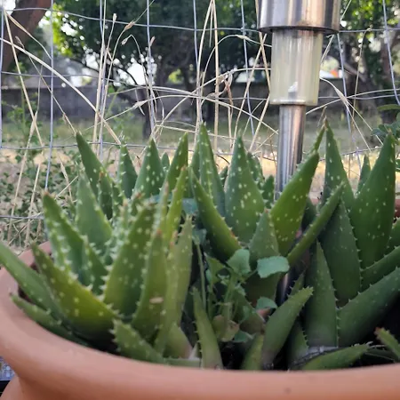 Apartment Garden N1 *