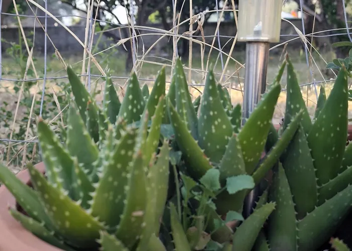 Διαμέρισμα Garden N1 *