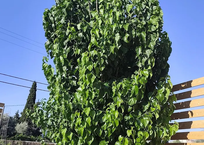 Garden N1 Διαμέρισμα *